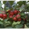 Crab Apple 'Gorgeous' M27 Rootstock 12Ltr Pot 2 Crab Apple 'Gorgeous' M27 Rootstock 12Ltr Pot -Garden Care Store 5038838003974 8b3cf132 8229 4e11 ba0d 84a201b3a41b