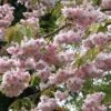 Prunus 'Kiku-Shidare-Zakura' Cherry Blossom Tree 7.5Ltr Pot 2 Prunus 'Kiku-Shidare-Zakura' Cherry Blossom Tree 7.5Ltr Pot -Garden Care Store 5038838004490 0fbbd276 3138 4710 9d38 5954f4eff302