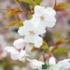 Prunus 'The Bride' Tree 12Ltr Pot -Garden Care Store 5038838004629