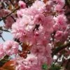 Prunus 'Kanzan' Tree 10Ltr Pot 1 Prunus 'Kanzan' Tree 10Ltr Pot -Garden Care Store 5038838004650 b1570b08 b733 46f2 aa3f 3d30528bd734