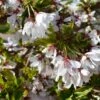Cherry Blossom 'Snow Showers' Patio Top Worked Tree 11.5Ltr Pot 2 Cherry Blossom 'Snow Showers' Patio Top Worked Tree 11.5Ltr Pot -Garden Care Store 5038838019197