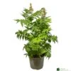 Sorbaria 'Sem' 3ltr Pot -Garden Care Store 5050704086607