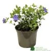 Vinca Minor 'Ralph Shugart' Plant 2Ltr Pot -Garden Care Store 5050704147971