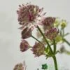 Astrantia 'Star Of Beauty' 2Ltr Pot 1 Astrantia 'Star Of Beauty' 2Ltr Pot -Garden Care Store 5050704149791 08debb63 f961 43cd a471 624d5a3604b2
