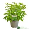Caryopteris 'Hint Of Gold' 3Ltr Pot -Garden Care Store 5050704194043 dfc17d07 3ea7 4c0d bae2 c49b3fb0a8cb