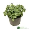 Brunnera Macrophylla 'Jack Frost' 3Ltr Pot 1 Brunnera Macrophylla 'Jack Frost' 3Ltr Pot -Garden Care Store 5050704243598