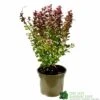 Berberis 'Orange Rocket' Japanese Barberry Plant 3 Ltr Pot 1 Berberis 'Orange Rocket' Japanese Barberry Plant 3 Ltr Pot -Garden Care Store 5050704285062
