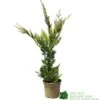 Cupressus 'Excalibur Gold' Conifer 3Ltr Pot -Garden Care Store 5050704420210 c0ec8803 f0f5 4b90 8fc7 c596ad17406a