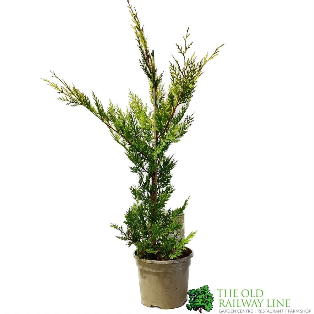 Cupressus 'Excalibur Gold' Conifer 3Ltr Pot 3 Cupressus 'Excalibur Gold' Conifer 3Ltr Pot
