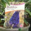 Buddleja Buzz 'Indigo' Plant 3Ltr Pot -Garden Care Store 5050704428308