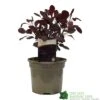 Cotinus 'Lilla' Smoke Bush 3Ltr Pot -Garden Care Store 5050704486568 52a2b756 8831 4e1e b286 991d8fe6385f