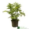 Sambucus Nigra 'Golden Tower' Elder Tree 3Ltr Pot -Garden Care Store 5050704583229