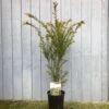Taxus Baccata Common Yew Plant 2 Ltr -Garden Care Store 5050704602722