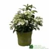 Hydrangea 'Runaway Bride' Plant 3Ltr Pot 2 Hydrangea 'Runaway Bride' Plant 3Ltr Pot -Garden Care Store 5050704637069 90834b77 23de 4095 8358 3af3053ca686