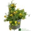 Clematis 'Little Lemons' Climber 3Ltr Pot -Garden Care Store 5050704637878 b89a66c5 4c98 4906 a22f 8d51c189bfda