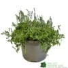 Parahebe 'Blue Form' 3Ltr Pot -Garden Care Store 5050704638257 cd8707d1 3dc0 4c03 8b3c b542c8f0cd74