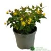 Hypericum 'Berry Red' St Johns Wort 3Ltr Pot -Garden Care Store 5050704641493