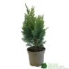 Chamaecyparis Lawsonia 'Columnaris Glauca' Conifer 3Ltr Pot 1 Chamaecyparis Lawsonia 'Columnaris Glauca' Conifer 3Ltr Pot -Garden Care Store 5055028608573