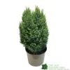Chamaecyparis Lawsoniana 'Snow White' Conifer 5Ltr Pot 1 Chamaecyparis Lawsoniana 'Snow White' Conifer 5Ltr Pot -Garden Care Store 5055028609204