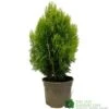 Platycladus Orientalis 'Aurea Nana' Conifer 3Ltr Pot -Garden Care Store 5055028611450 39840ba5 80e2 4a2b bcc9 794210773027