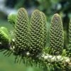 Abies Koreana Korean Fir Tree 7.5Ltr Pot -Garden Care Store 5055028611719 714fc262 8522 42c9 8e56 6180b846159f