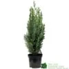 Chamaecyparis Lawsoniana 'White Spot' Conifer 3Ltr Pot -Garden Care Store 5055028612464 89e1d63b 3abc 4430 b905 9ff33733196f