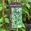 Parthenocissus 'Henryana' Chinese Virginia Creeper Climber 3Ltr Pot -Garden Care Store 5055028617940