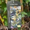 Lonicera 'Graham Thomas' Honeysuckle 3Ltr Pot -Garden Care Store 5055028618213