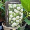 Viburnum 'Opulus Sterile' 3Ltr Pot -Garden Care Store 5055028624009