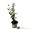 Hibiscus 'Lady Stanley' 3Ltr Pot -Garden Care Store 5055028635029