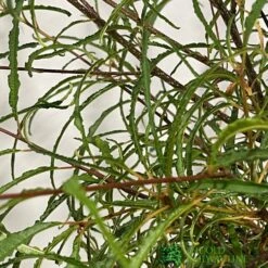 Garden Care Store -Garden Care Store 5055028639775 2