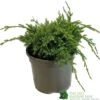 Juniper 'Holger' 3Ltr Pot 2 Juniper 'Holger' 3Ltr Pot -Garden Care Store 5055028641969