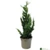 Chamaecyparis Lawsoniana 'Wisselii' 3Ltr Pot -Garden Care Store 5055028643017