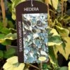 Hedera Dentata 'Variegata' Climber 3Ltr Pot -Garden Care Store 5055028647817
