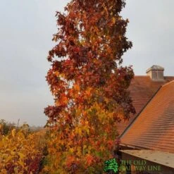 Liquidambar Styraciflua ‘Slender Silhouette’ Sweet Gum Tree 10Ltr Pot