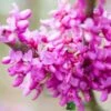 Cercis Chinensis 'Avondale' Chinese Red Bud 10Ltr Pot -Garden Care Store 5055028649125
