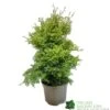 Conifer 'Squarrosa Sulphurea' Chamaecyparis Cypress 3Ltr Pot 1 Conifer 'Squarrosa Sulphurea' Chamaecyparis Cypress 3Ltr Pot -Garden Care Store 5055028657762