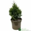 Thuja Occidentalis 'Smaragd' White Cedar Conifer 3Ltr Pot -Garden Care Store 5055028659421 b637aabe aaf6 4e58 93af 92308458436e