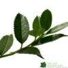 Ilex X Koehneana 'Chestnut Leaf' Holly 2m Tall -Garden Care Store 5055028663077
