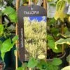 Fallopia 'Baldschuanica' Russian Vine Climber 3Ltr Pot -Garden Care Store 5055028663237