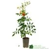 Campsis Grandiflora ‘Tropical Summer’ 3Ltr Pot -Garden Care Store 5055028667594 2a94b51d 241a 4f47 a150 6c1bc118002c