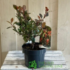 Photinia X Fraseri 'Little Red Robin' 3Ltr Pot (NL) -Garden Care Store 5055286310355 2