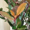 Photinia X Fraseri 'Little Red Robin' 3Ltr Pot (NL) -Garden Care Store 5055286310355 3