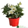 Hellebore Niger 'Chistmas Carol' Helleborus 2Ltr Red Pot -Garden Care Store 5056461003697