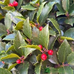 Ilex ? Meserveae 'Blue Maid' 90cm Stem -Garden Care Store 5056461015140 2