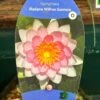 Water Lily Nymphaea Madame Wilfron Gonnere Pond Plant 3Ltr Pot -Garden Care Store 755598910261