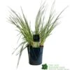 Pampas Grass 'Selloana Pumila' Cortaderia 23cm Pot 1 Pampas Grass 'Selloana Pumila' Cortaderia 23cm Pot -Garden Care Store 8712756595342 f9fde825 fb9c 4de1 be88 853b6caf120a