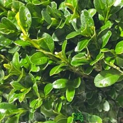 Garden Care Store -Garden Care Store 8717191007740 2