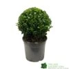 Buxus Sempervirens Ball Topiay Plant 17cm Pot 1 Buxus Sempervirens Ball Topiay Plant 17cm Pot -Garden Care Store 8717191007740 eb4844a3 642d 4647 8302 44500d2c8eb0