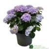 Hydrangea Macrophylla 'Mophead Blue' 5Ltr Pot -Garden Care Store 8717432165819